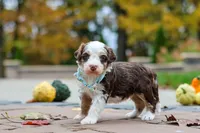 Milo, a male Bernedoodle for sale in Dundee, OH – 4 of 6
