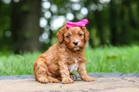 Evelyn, a female Cavapoo for sale in Dundee, OH – 9 of 10