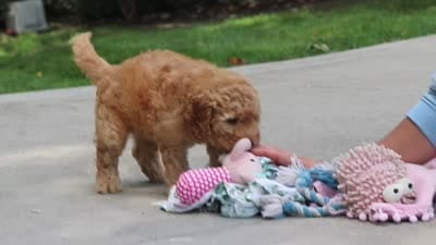 Lila, a female Miniature Goldendoodle for sale in Dundee, OH – 6 of 6