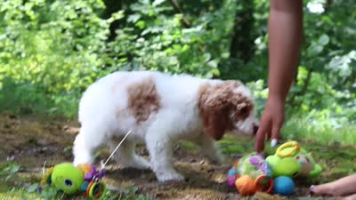 AKC Blossom, a female Poodle - Standard  for sale in Dundee, OH – 6 of 6