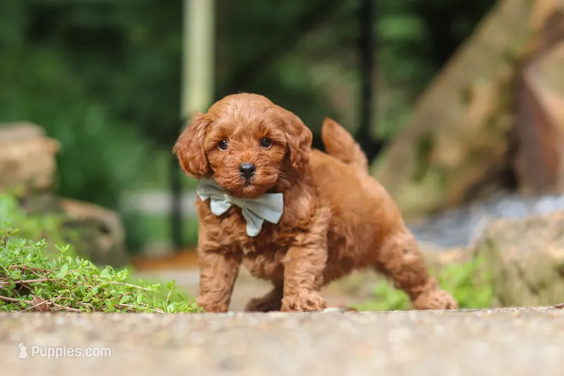 Hunter – Miniature Goldendoodle puppy for sale in Dundee, OH