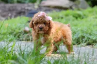 Leah, a female Poodle - Toy  for sale in Dundee, OH – 8 of 10