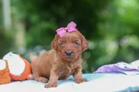 Jovie, a female Miniature Goldendoodle for sale in Dundee, OH – 6 of 6