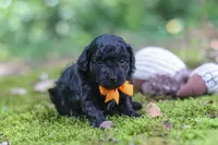AKC Wilson, a male Poodle - Toy  for sale in Dundee, OH – 2 of 9