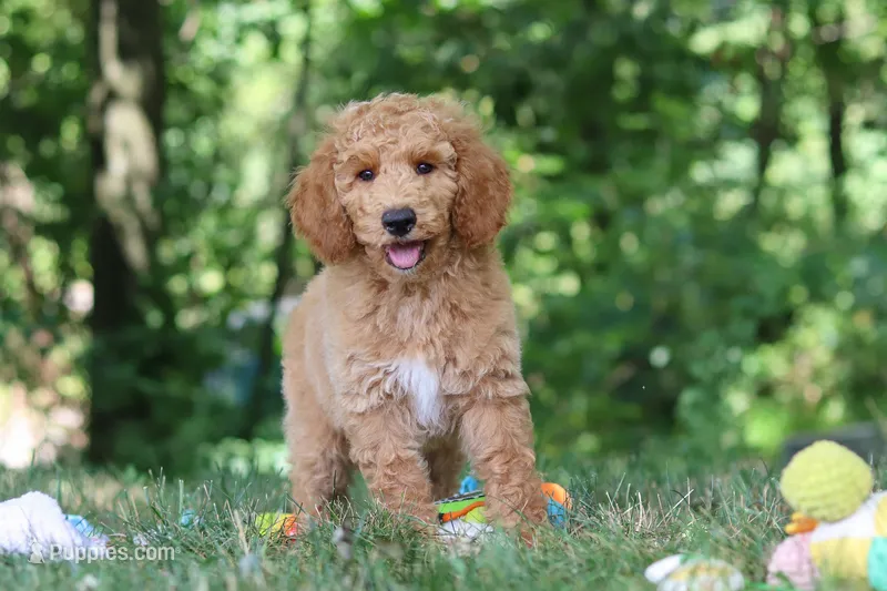 AKC Leo – Poodle - Standard  puppy for sale in Dundee, OH