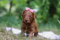 Skye, a female Miniature Goldendoodle for sale in Dundee, OH – 7 of 7