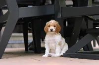 AKC Nash, a male Poodle - Standard  for sale in Dundee, OH – 5 of 10