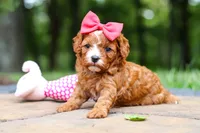 Natasha, a female Cavapoo for sale in Dundee, OH – 7 of 10
