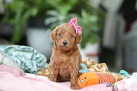 Pixie , a female Miniature Goldendoodle for sale in Dundee, OH – Photo 1 of 5