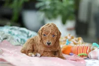 Pixie , a female Miniature Goldendoodle for sale in Dundee, OH – Photo 5 of 5