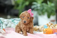 Pixie , a female Miniature Goldendoodle for sale in Dundee, OH – Photo 2 of 5