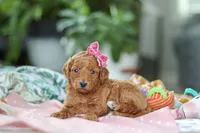 Pixie , a female Miniature Goldendoodle for sale in Dundee, OH – Photo 4 of 5