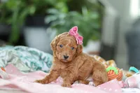 Pixie , a female Miniature Goldendoodle for sale in Dundee, OH – Photo 3 of 5