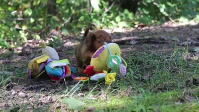 AKC Elle, a female Miniature Dachshund for sale in Dundee, OH – 8 of 8