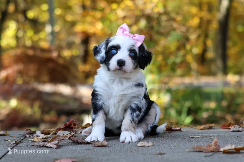 Lala – Bernedoodle puppy for sale in Dundee, OH