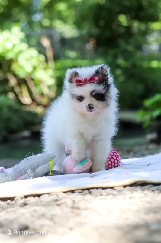 Daisy – Pomeranian puppy for sale in Dundee, OH