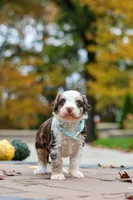 Milo, a male Bernedoodle for sale in Dundee, OH – 3 of 6