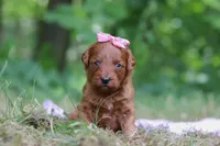 Skye, a female Miniature Goldendoodle for sale in Dundee, OH – 3 of 7