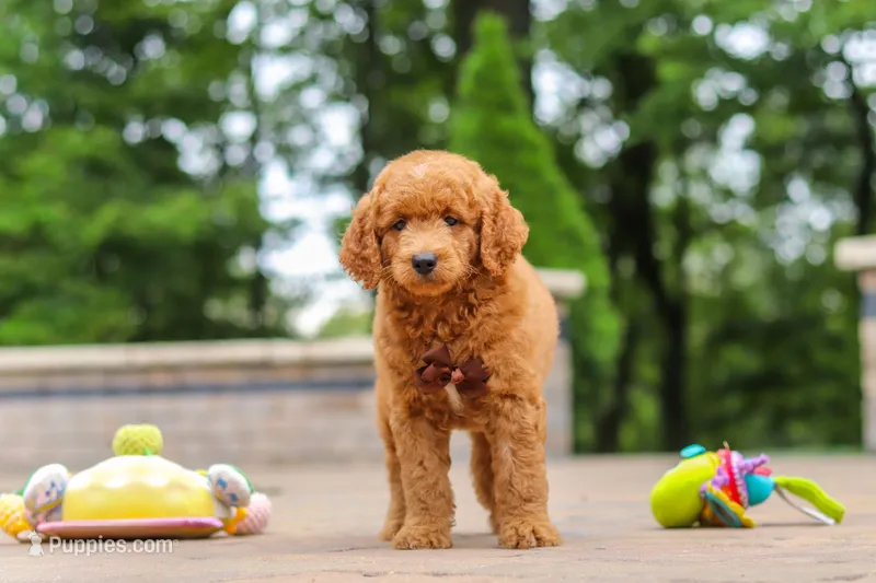 Caleb – Miniature Goldendoodle puppy for sale in Dundee, OH