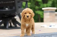 AKC Blaze, a male Poodle - Standard  for sale in Dundee, OH – 5 of 8