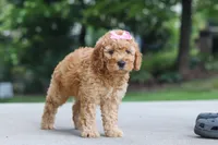 Lila, a female Miniature Goldendoodle for sale in Dundee, OH – 4 of 6