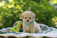 Chase, a male Maltipoo for sale in Dundee, OH – 4 of 6