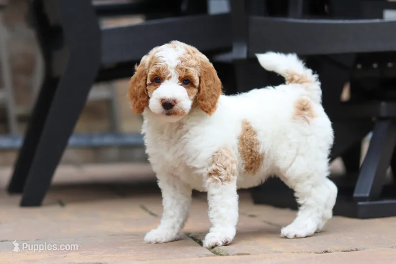 AKC Blossom – Poodle - Standard  puppy for sale in Dundee, OH