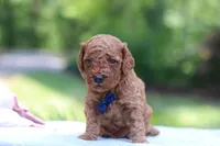 Benji, a male Miniature Goldendoodle for sale in Dundee, OH – 6 of 10