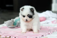 Daisy, a female Pomeranian for sale in Dundee, OH – 4 of 6