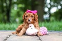 Evelyn, a female Cavapoo for sale in Dundee, OH – 5 of 10