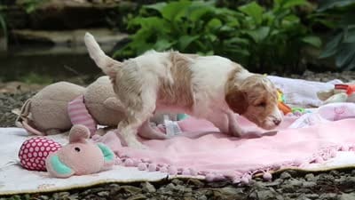 AKC Nash, a male Poodle - Standard  for sale in Dundee, OH – 8 of 8