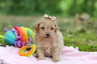 AKC Roxie, a female Poodle - Toy  for sale in Dundee, OH – 2 of 10