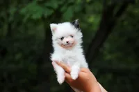 Kitty, a female Pomeranian for sale in Dundee, OH – 9 of 10