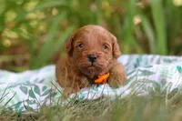 Hunter, a male Miniature Goldendoodle for sale in Dundee, OH – 2 of 10