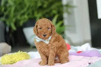 Boston, a male Miniature Goldendoodle for sale in Dundee, OH – Photo 6 of 6