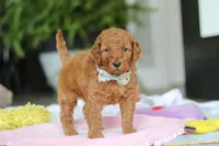 Boston, a male Miniature Goldendoodle for sale in Dundee, OH – Photo 1 of 6