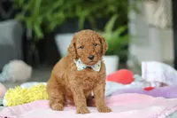Boston, a male Miniature Goldendoodle for sale in Dundee, OH – Photo 4 of 6