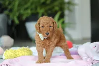 Boston, a male Miniature Goldendoodle for sale in Dundee, OH – Photo 2 of 6