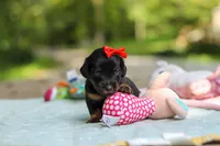 Everly, a female Miniature Dachshund for sale in Dundee, OH – 9 of 10