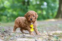 Victor, a male Cavapoo for sale in Dundee, OH – 3 of 10