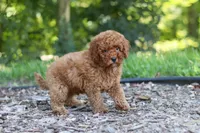 Benji, a male Miniature Goldendoodle for sale in Dundee, OH – 6 of 10