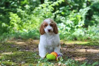 AKC Blossom, a female Poodle - Standard  for sale in Dundee, OH – 5 of 6