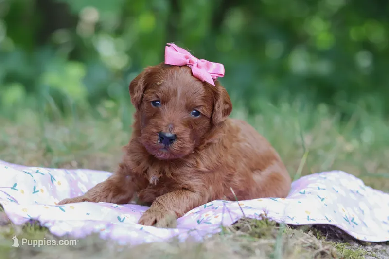 Skye – Miniature Goldendoodle puppy for sale in Dundee, OH