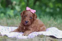 Skye, a female Miniature Goldendoodle for sale in Dundee, OH – 1 of 7