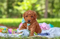 Caleb, a male Miniature Goldendoodle for sale in Dundee, OH – 8 of 10