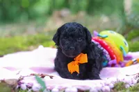 AKC Wilson, a male Poodle - Toy  for sale in Dundee, OH – 3 of 9