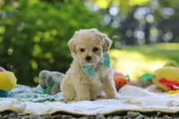 Chase, a male Maltipoo for sale in Dundee, OH – 3 of 6