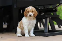 AKC Nash, a male Poodle - Standard  for sale in Dundee, OH – 7 of 10