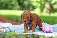 Toby, a male Miniature Goldendoodle for sale in Dundee, OH – 10 of 10