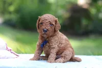 Benji, a male Miniature Goldendoodle for sale in Dundee, OH – 2 of 10
